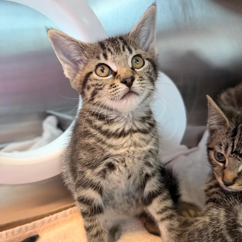 A baby small-sized female Brown / Chocolate Domestic Short Hair cat named Cauliflower for adoption in Madisonville, TN