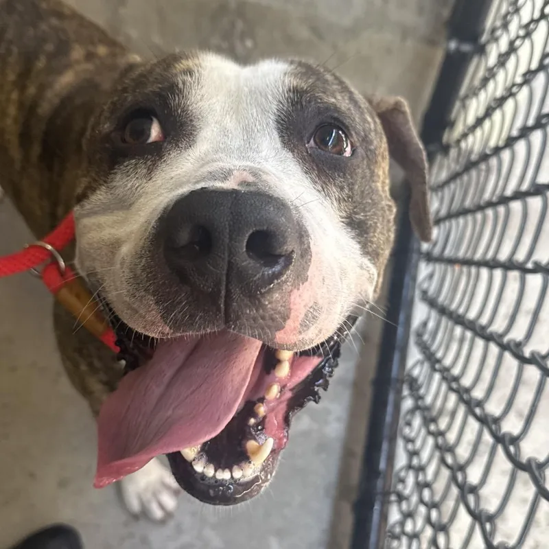 An adult medium-sized male White / Cream Mixed Breed dog named Polo for adoption in Tampa, FL