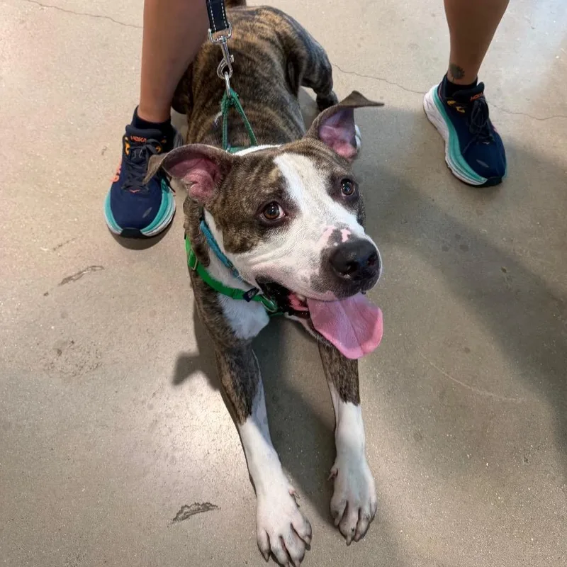 Polo thumbnail 4