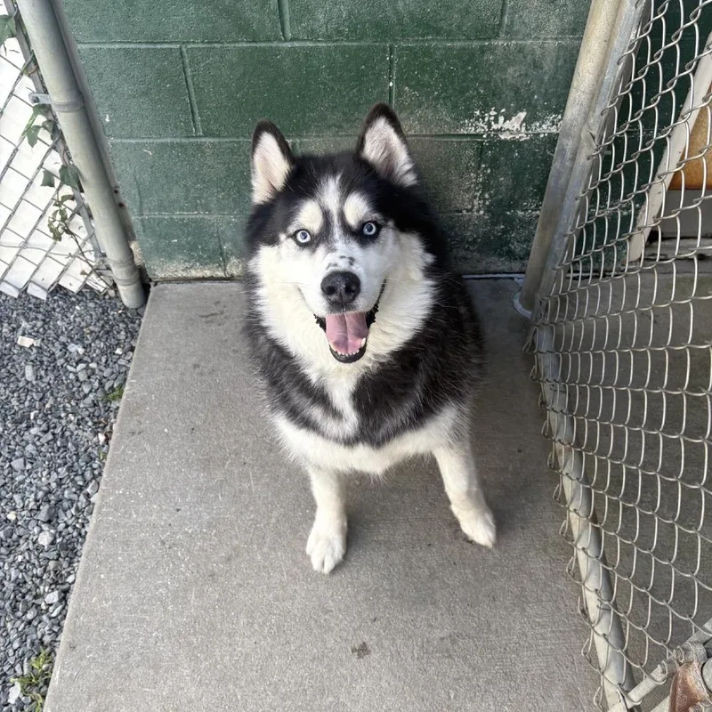 A senior small-sized male Black Husky dog named Logan for adoption in Ridgely, MD