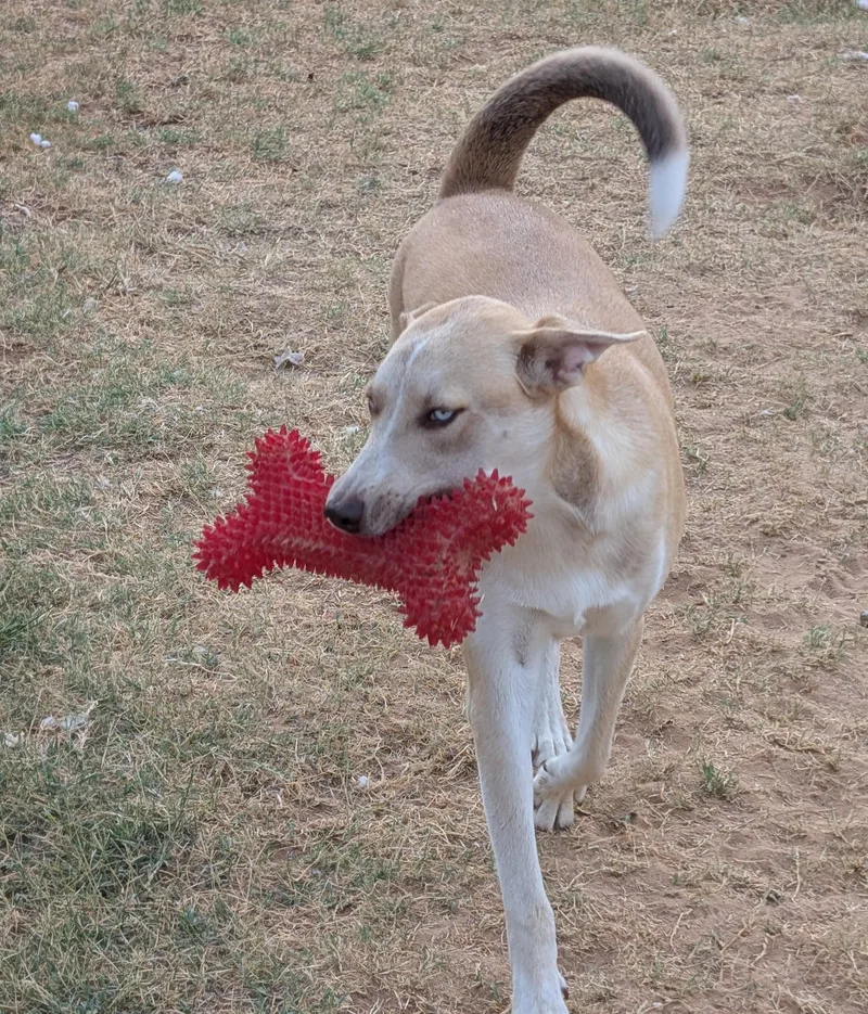 A young large-sized male German Shepherd Dog dog named Max for adoption in Woodward, OK