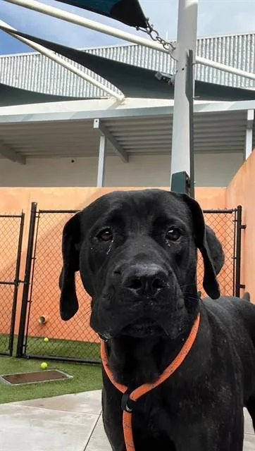 A young large-sized female Terrier dog named Willow for adoption in Miami, FL