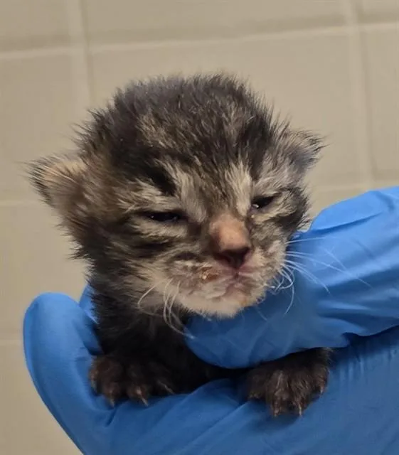 A baby small-sized male Domestic Short Hair cat named Kronk for adoption in Tucson, AZ