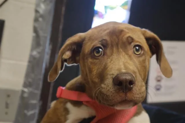 A baby small-sized female Mixed Breed dog named Moxy for adoption in Columbia, SC