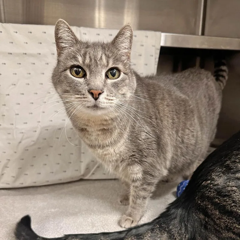 A senior large-sized female Gray / Blue / Silver Domestic Short Hair cat named Suzy for adoption in Hailey, ID