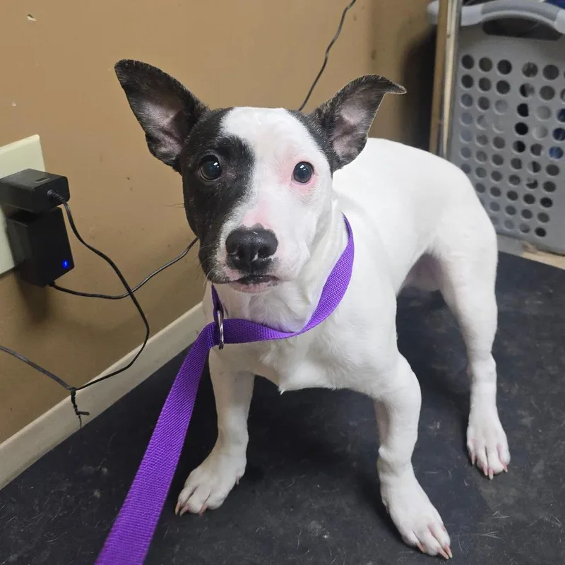 A young small-sized male White / Cream Pit Bull Terrier dog named Target for adoption in Milan, IL