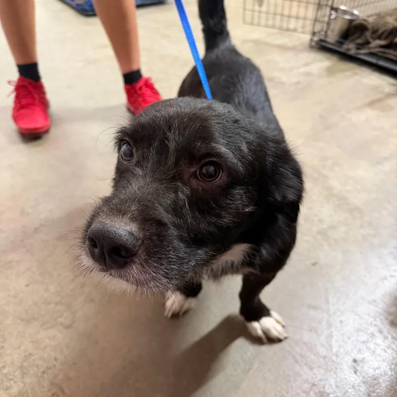 An adult medium-sized male Black Mixed Breed dog named Barrett for adoption in Jefferson city, TN