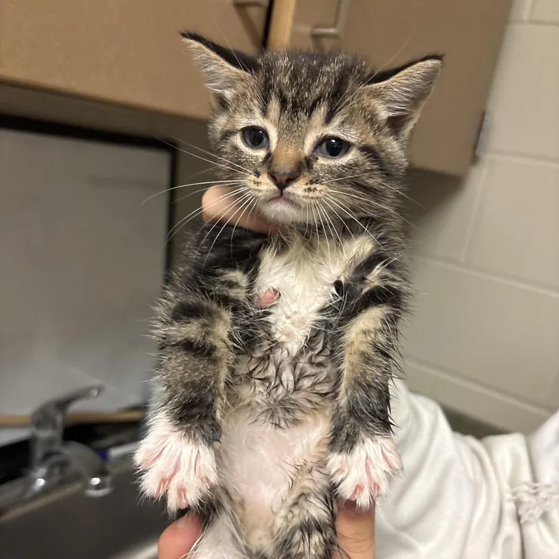 A baby small-sized male Brown / Chocolate Domestic Short Hair cat named Appolo: Visit me at for adoption in Bristol, IN