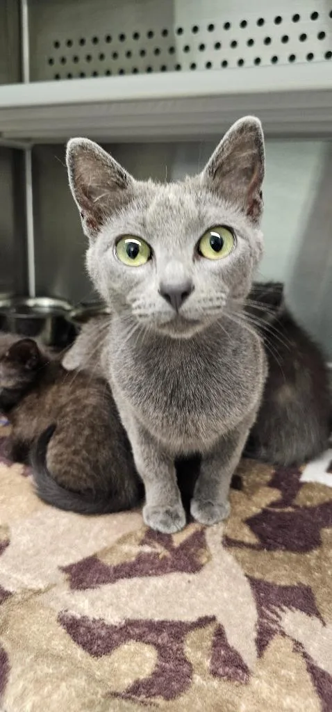 A baby small-sized female Domestic Short Hair cat named Robin for adoption in Athens, TN
