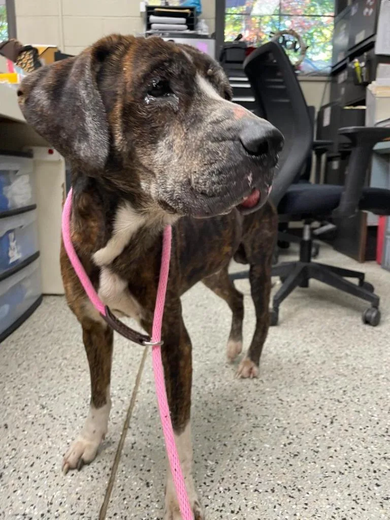 Buck Aka Burbles thumbnail 2