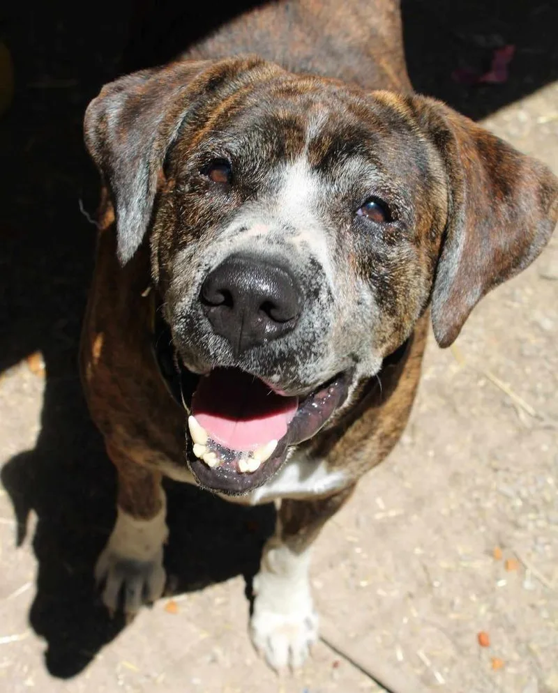 Buck Aka Burbles thumbnail 5