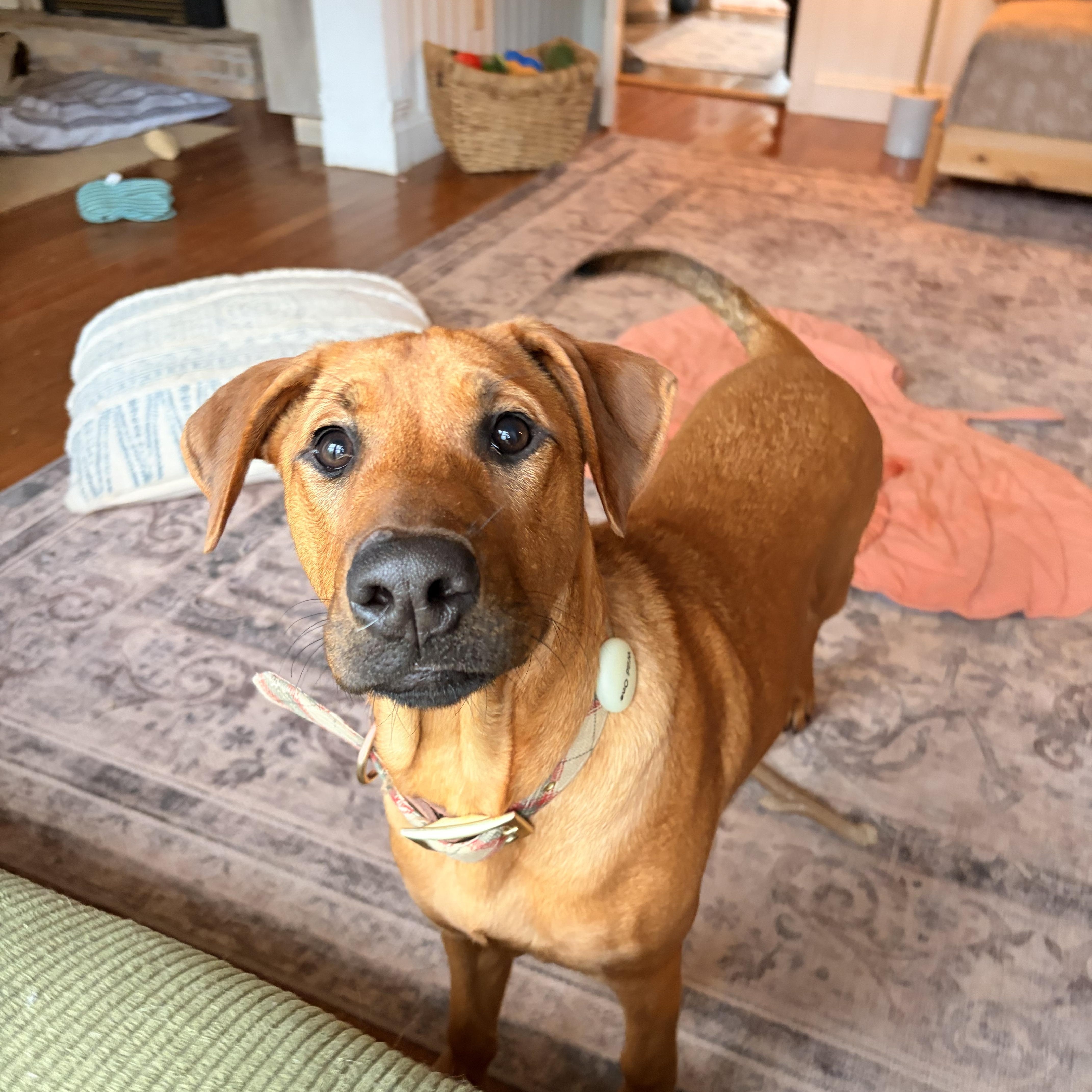 A young medium-sized female Merle (Red) Rhodesian Ridgeback dog named Libby for adoption in Melbourne, AR
