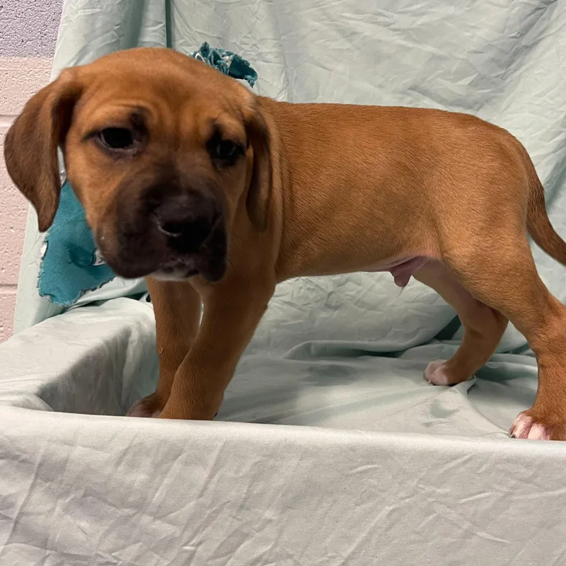 Dontatello thumbnail 2