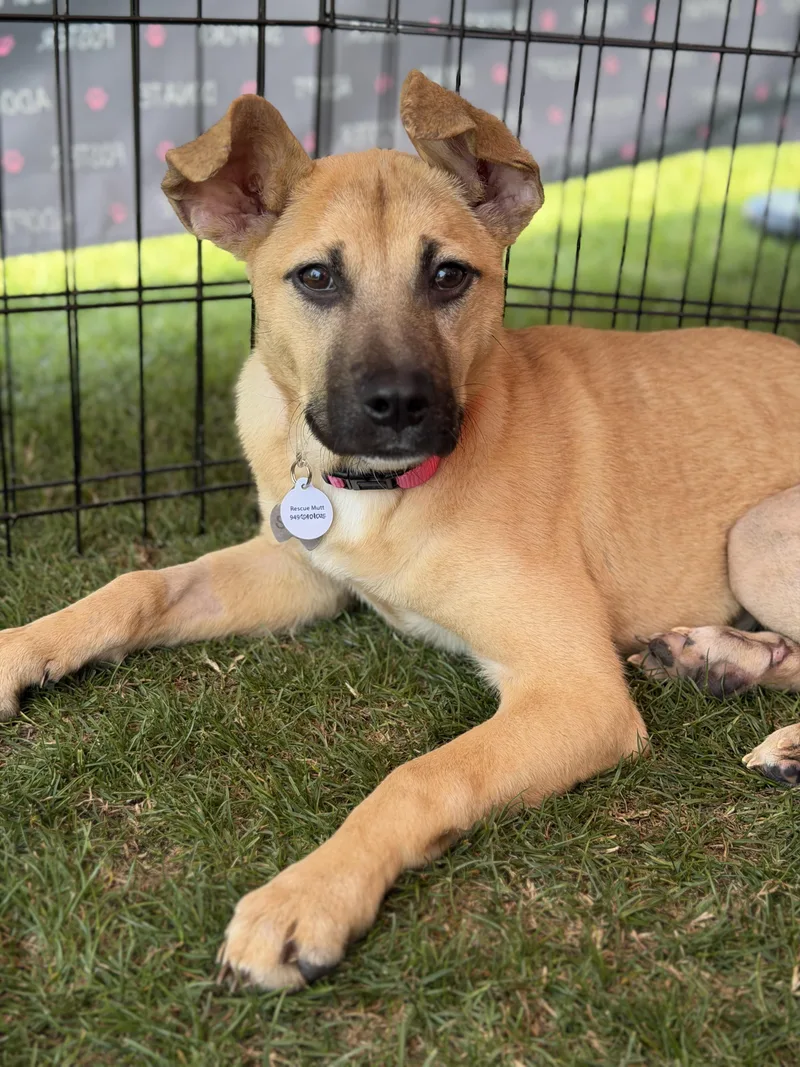 A baby medium-sized female Golden German Shepherd Dog dog named Goldie for adoption in Corona Del Mar, CA
