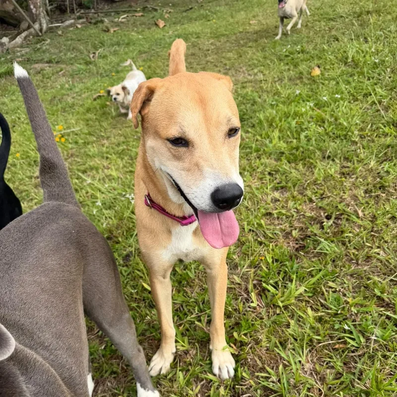 An adult medium-sized female Labrador Retriever dog named Carrie Ann for adoption in Albion, NY