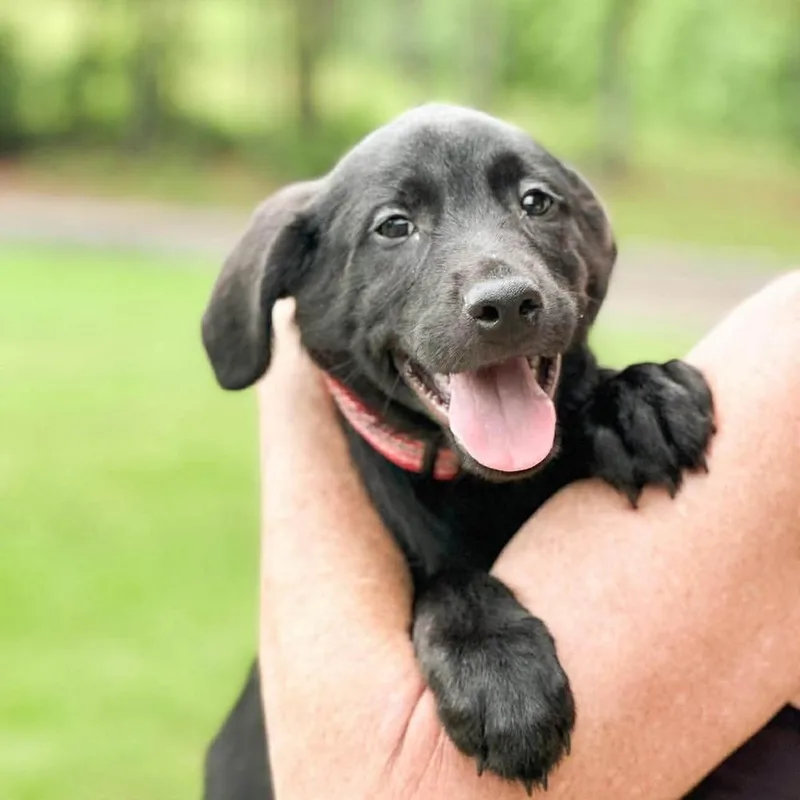 A baby large-sized male Black Mixed Breed dog named Harley for adoption in Groveland, MA