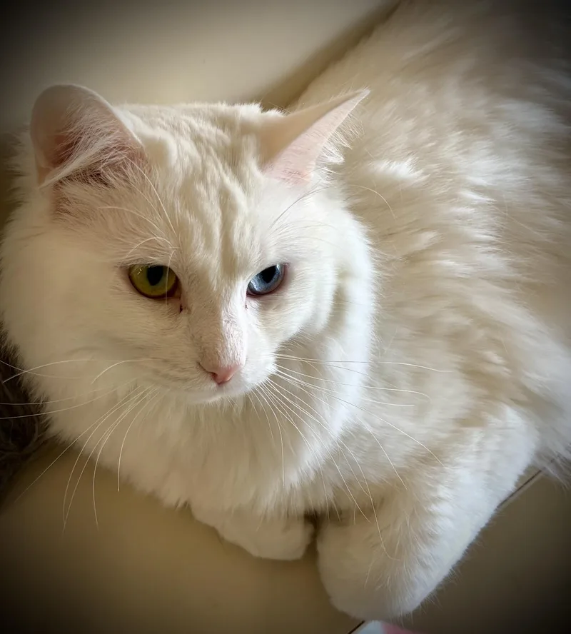 A young large-sized male White Turkish Angora cat named Inosuke for adoption in Buffalo, NY