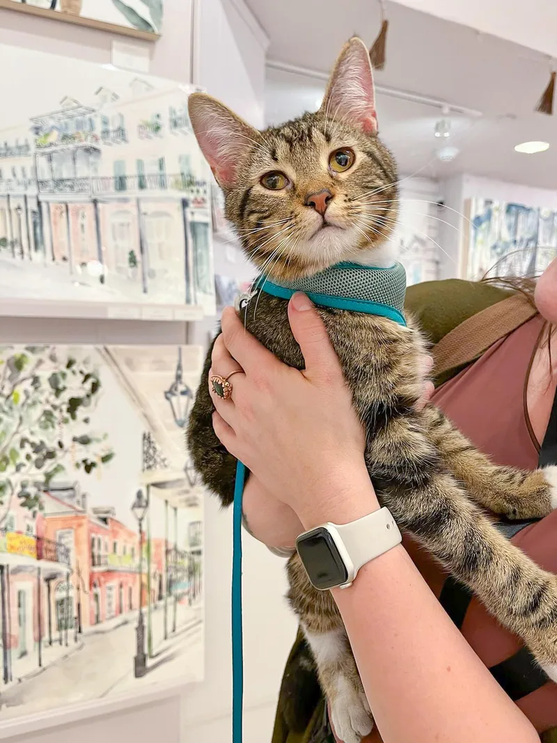 An adult medium-sized male Tabby cat named Butter Bean for adoption in New Orleans, LA