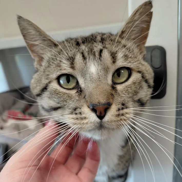 An adult small-sized male Brown / Chocolate Domestic Short Hair cat named Zephyr for adoption in Grantsville, UT