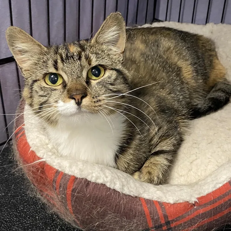 A young medium-sized female Torbie Domestic Short Hair cat named Amelie for adoption in North Branford, CT