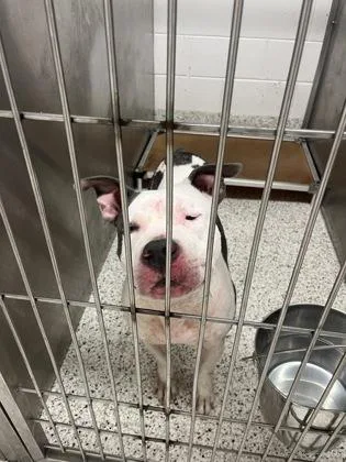 An adult large-sized male Mixed Breed dog named Pounce Man for adoption in Atlanta, GA