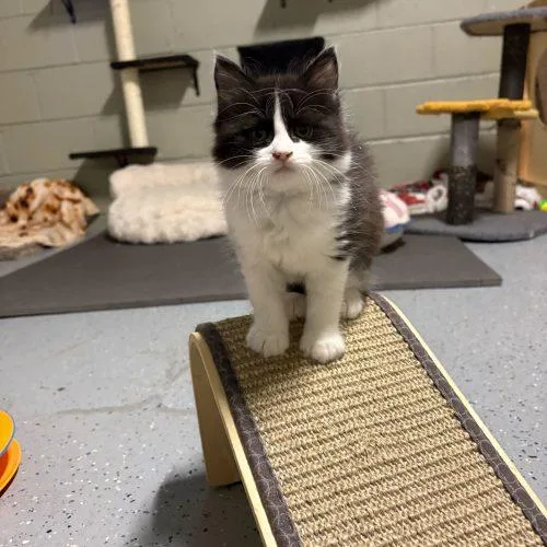 Loves Baby Soft thumbnail 3