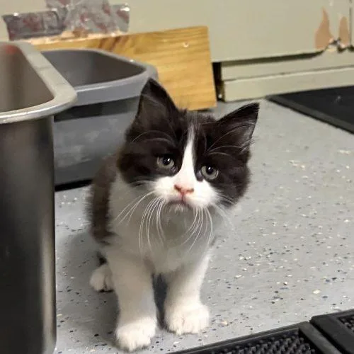 Loves Baby Soft thumbnail 4