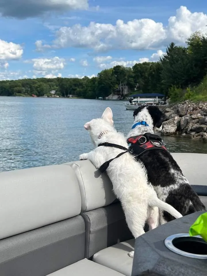 A baby small-sized male White / Cream Bichon Frise dog named Flip for adoption in Bettendorf, IA