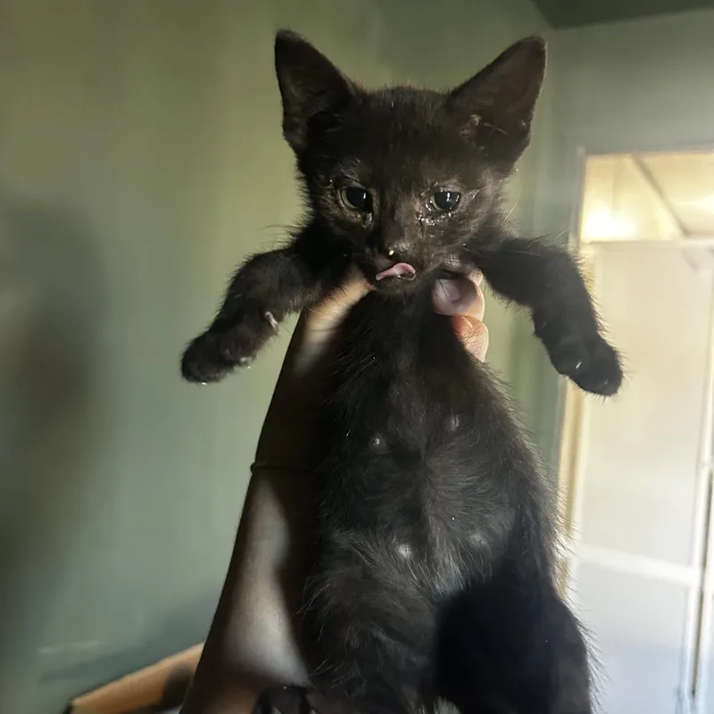A baby small-sized female Black Domestic Short Hair cat named Squeegee for adoption in Kansas City, MO