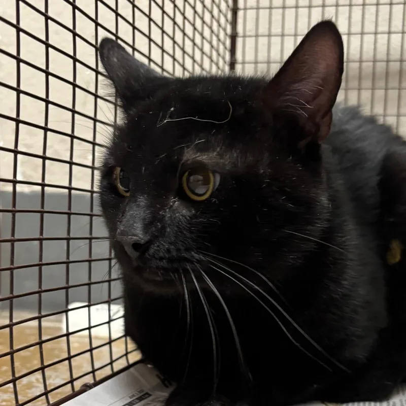 An adult large-sized male Black Domestic Short Hair cat named Void for adoption in Yuma, AZ