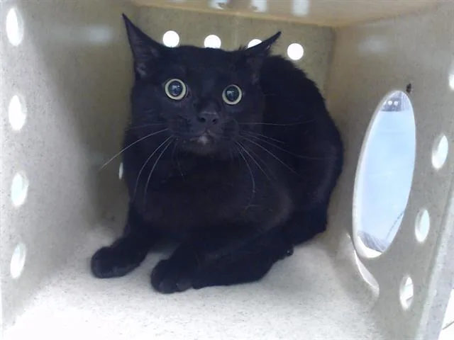 An adult medium-sized male Domestic Short Hair cat named Jaggy for adoption in Gardena, CA