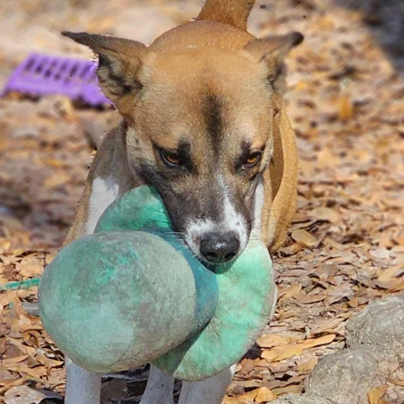 An adult medium-sized male Mixed Breed dog named Chase for adoption in Cleveland, TX