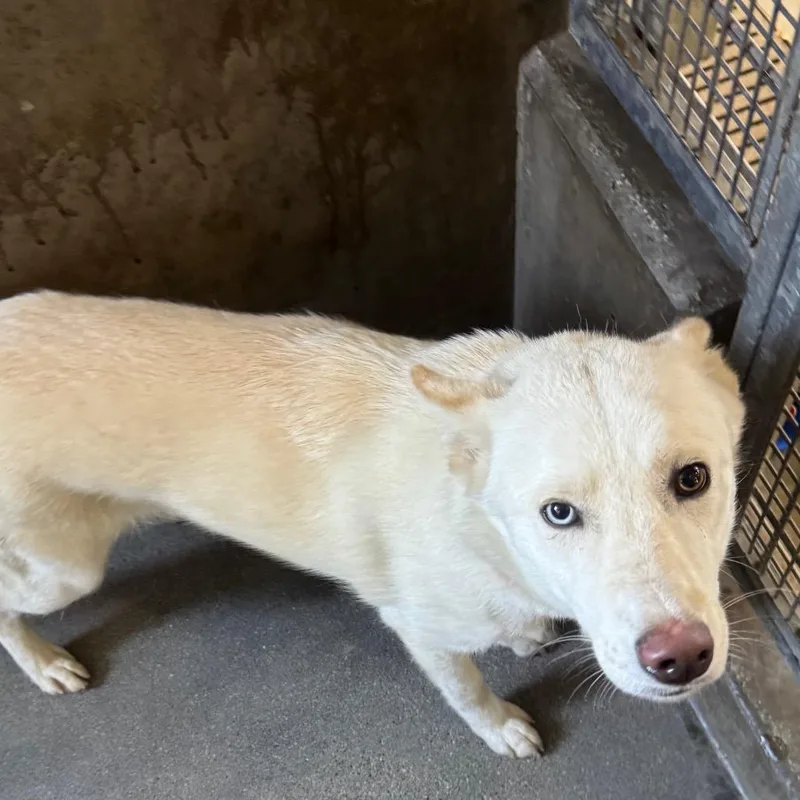 A young medium-sized female White / Cream Husky dog named Spooky A for adoption in Mission Hills, CA