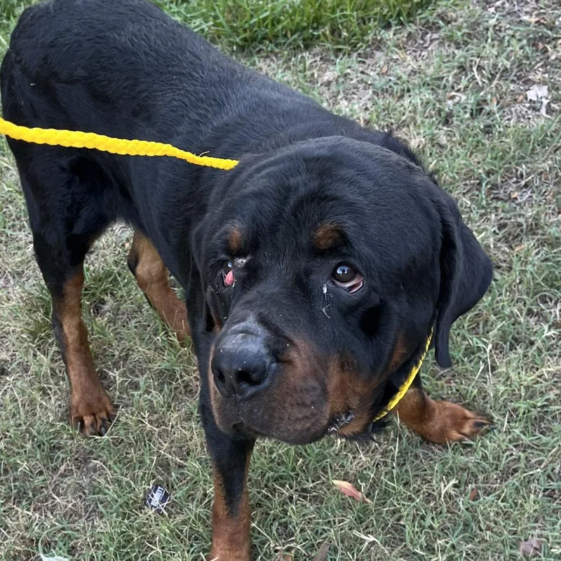 An adult large-sized male Black Rottweiler dog named Maxwell for adoption in Greensboro, NC