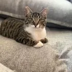 A baby medium-sized female Tabby (Buff / Tan / Fawn) Domestic Short Hair cat named Alice for adoption in Lodi, CA
