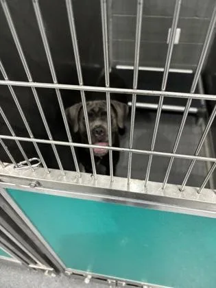 An adult large-sized female Mastiff dog named Saratoga for adoption in West Chester, PA