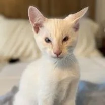 A baby small-sized male Flame Point Domestic Short Hair cat named Ren for adoption in Los Angeles, CA