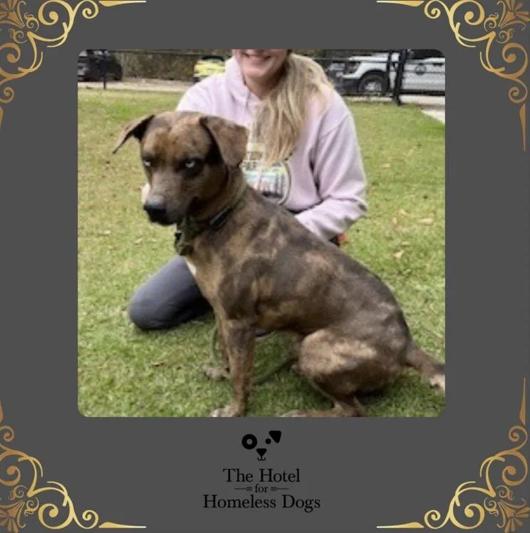 An adult medium-sized male Merle (Red) Catahoula Leopard Dog dog named Jayden for adoption in Cumberland, RI