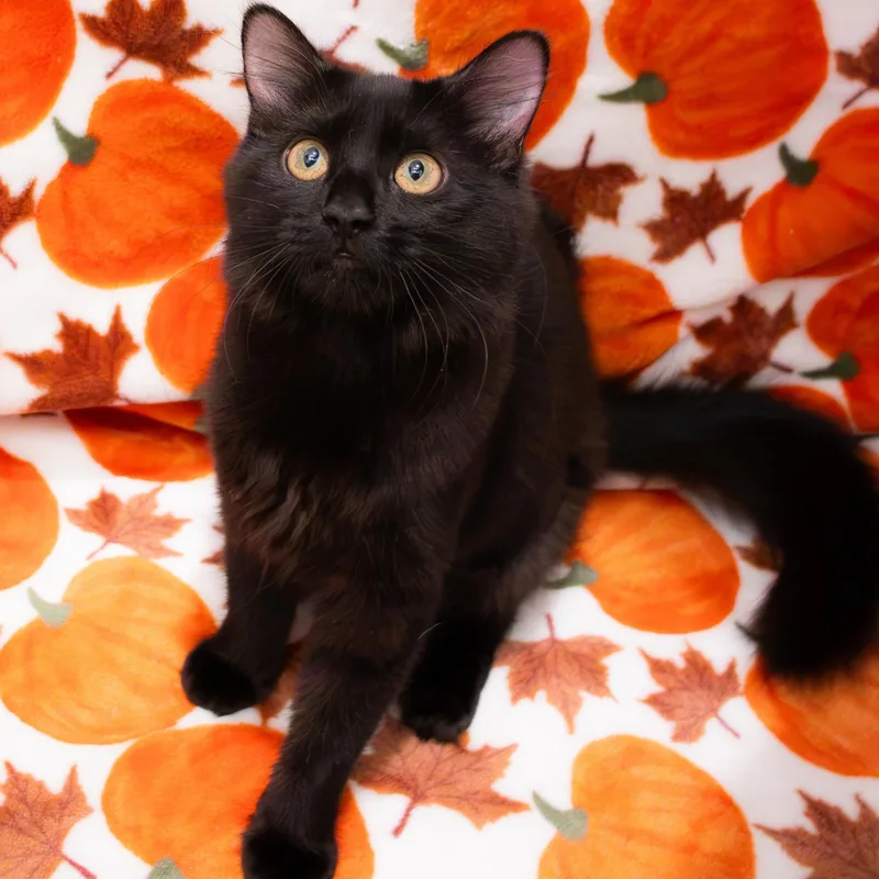 A baby small-sized female Black Domestic Medium Hair cat named Bayleef for adoption in Richmond, VA