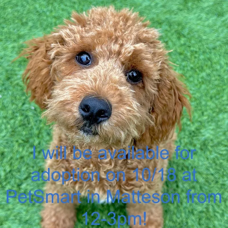A baby small-sized male Red / Chestnut / Orange Poodle dog named Yogi Bear for adoption in Matteson, IL