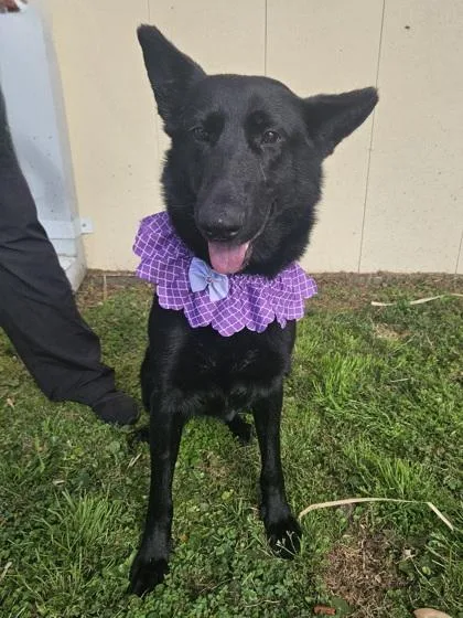 An adult large-sized female German Shepherd Dog dog named Brooke for adoption in Morton Grove, IL