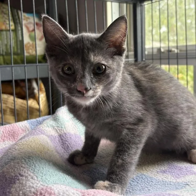 A young medium-sized female Dilute Tortoiseshell cat named KiKi for adoption in Porter, TX
