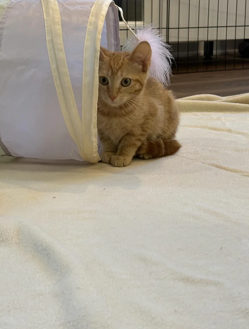 A baby medium-sized female Orange / Red Domestic Short Hair cat named Willow for adoption in Gilroy, CA