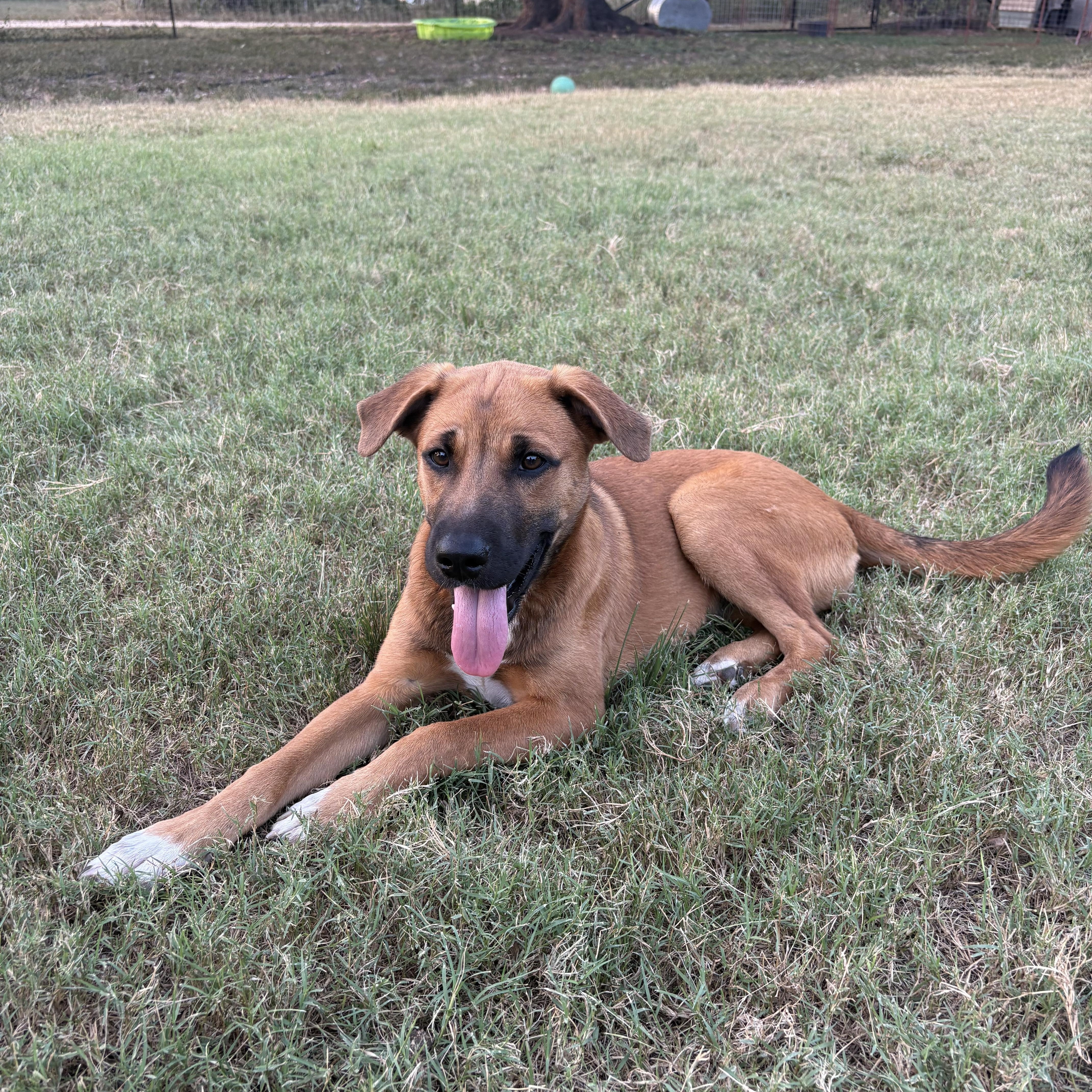 A baby medium-sized female Yellow / Tan / Blond / Fawn Black Mouth Cur dog named Abigail for adoption in Boerne, TX