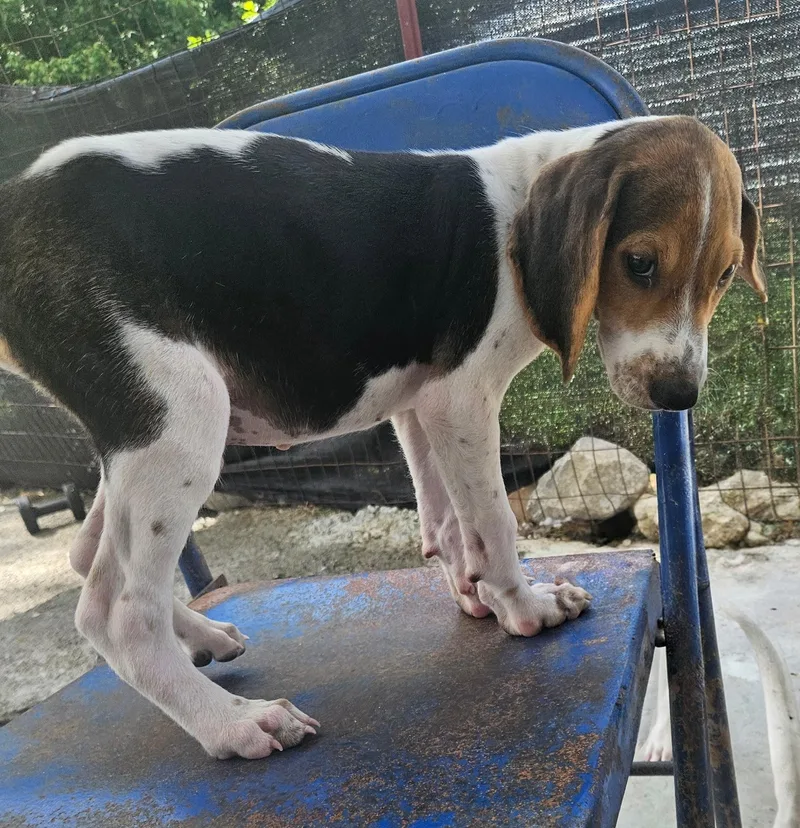 A baby medium-sized male Tricolor (Brown, Black, & White) Beagle dog named Mackerel Seagull for adoption in Andover, MA