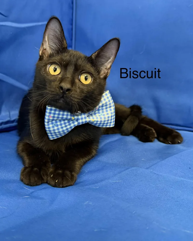 A baby small-sized male Black Domestic Short Hair cat named Biscuit for adoption in Plant City, FL