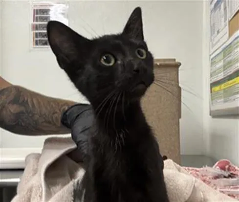 A baby medium-sized male Domestic Short Hair cat named A for adoption in Camarillo, CA