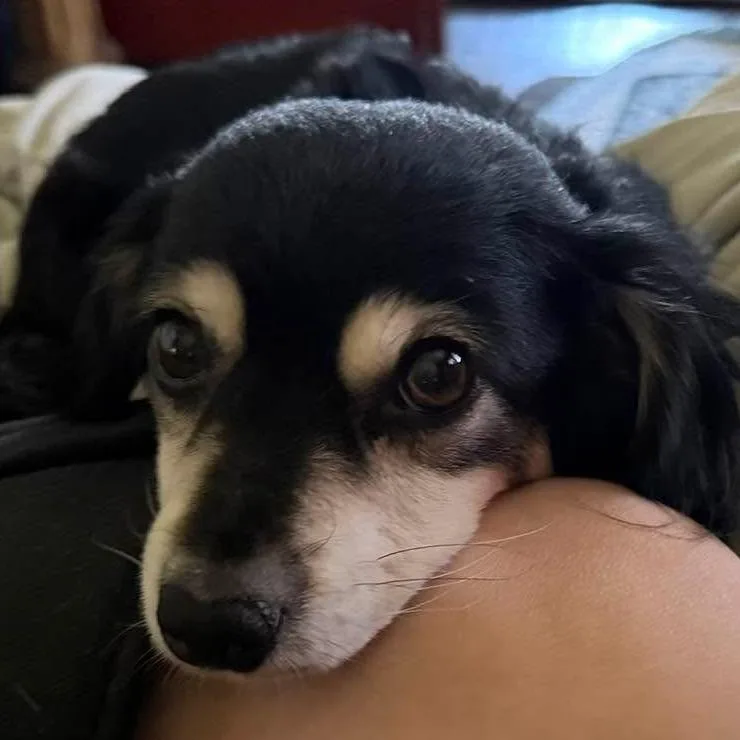 An adult small-sized female Spaniel dog named Raine Chino Hills for adoption in Chino Hills, CA