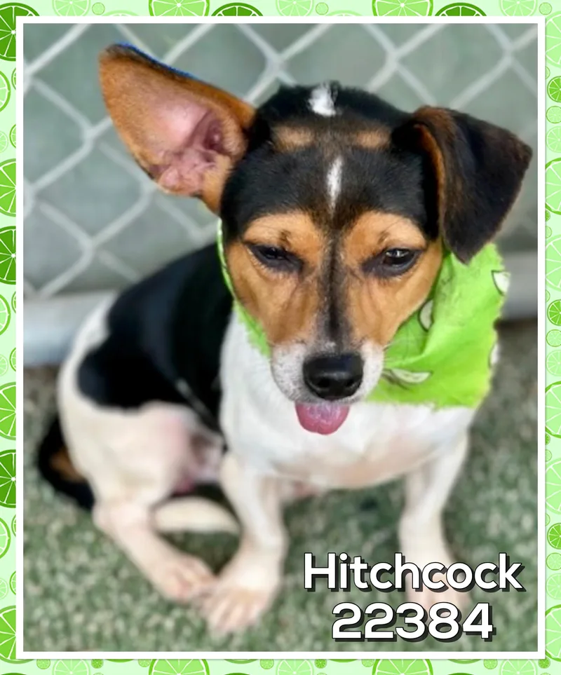 Hitchcock thumbnail 2