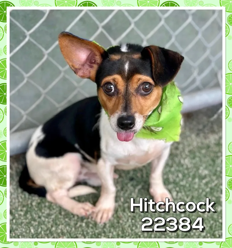 Hitchcock thumbnail 3